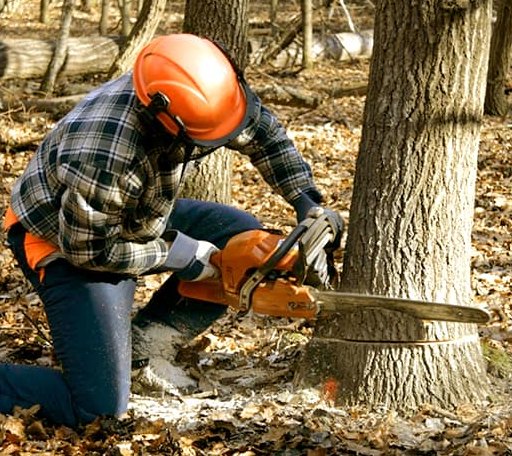 Tree Removal in Hamilton, GA